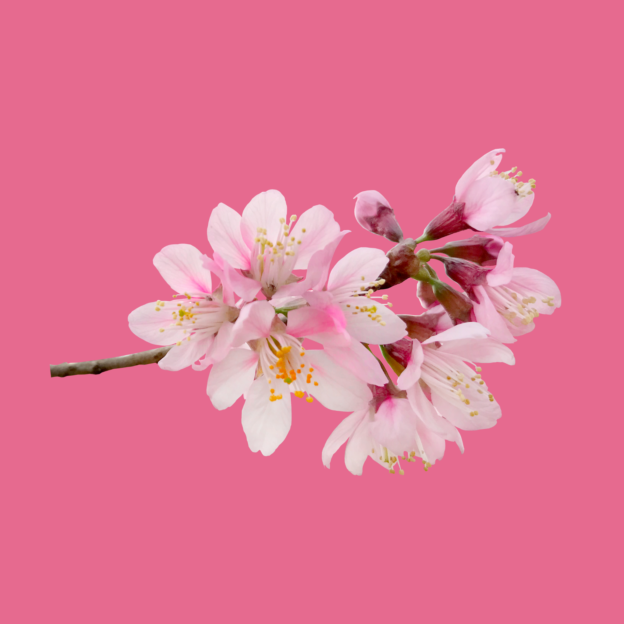 Cherry Blossom Fragrance Oil